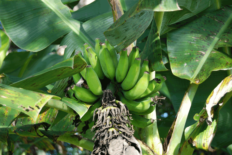 banana-cluster-closeup