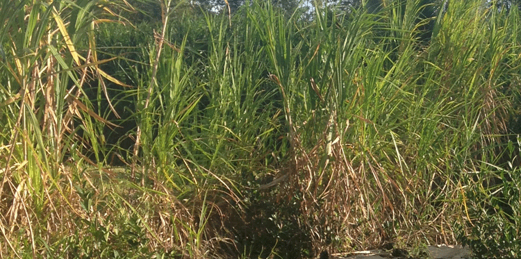 cane grass