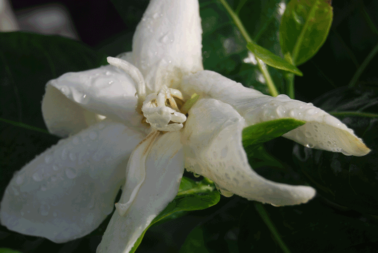 gardenia-closeup